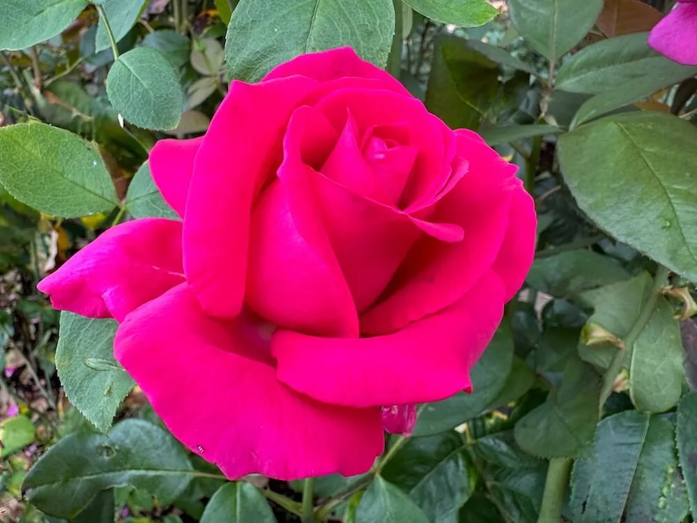 Rosa 'Betty Prior' (Betty Prior Floribunda Rose) — Northwest Blooms